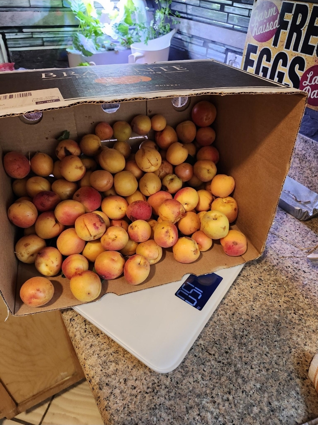 15lb Apricots Harvest 2025